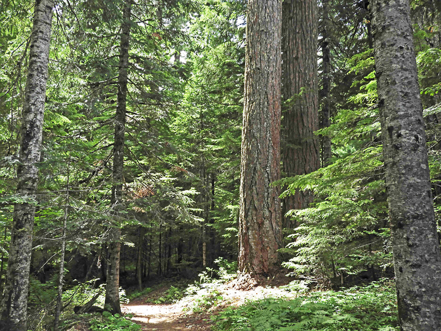 douglas mixed forest graphic